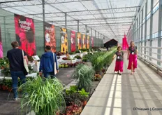 At Gebr. Alkemade BV in Lisse, VitroFlora presented an overview of the assortment and new introductions.